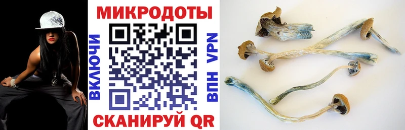 Галлюциногенные грибы Psilocybine cubensis  купить наркотики сайты  Улан-Удэ 